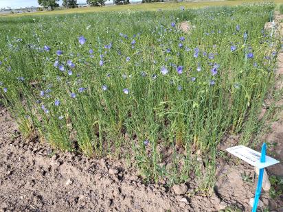 Click for 1 image(s) for this accession.